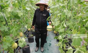 Jelang Hari Raya, Wali Kota Madiun Panen Melon untuk Warga