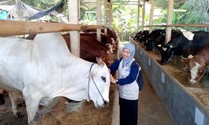 Sapi-Sapi Dinyatakan Sehat, KWWF Bajulan Jual Hewan Qurban