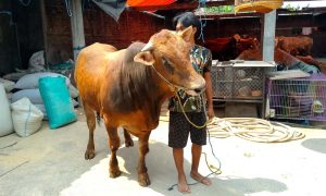 Wow…! ‘Kandang Samirin’ Sediakan 60 Ekor Sapi Jantan Dewasa