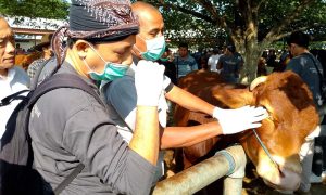 Pemkab. Madiun Terjunkan Tim Pemeriksa Hewan Qurban
