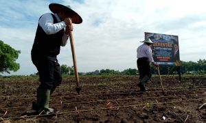 Dukung Swasembada Pangan, Pemkot Madiun Upayakan ‘Lahan Tidur’