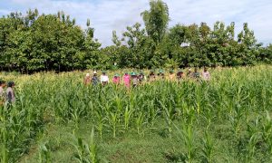 ‘Walikota Madiun’: Sampah Jagung, Nanti Digiling Untuk Pakan Ternak