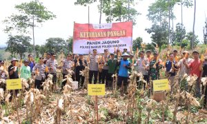 Kapolres Madiun Panen Jagung, Wujudkan Swasembada Pangan