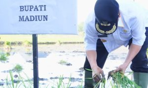 Gerakan Menanam Padi Serentak Daerah