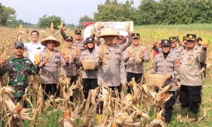Wujudkan Swasembada Pangan Nasional, Polres Madiun Panen 1 Ton Jagung